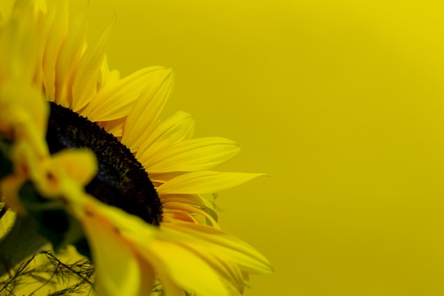girasol frases para la felicidad